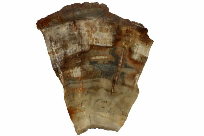 Polished, Petrified Wood (Araucaria) Slab - Madagascar #183264
